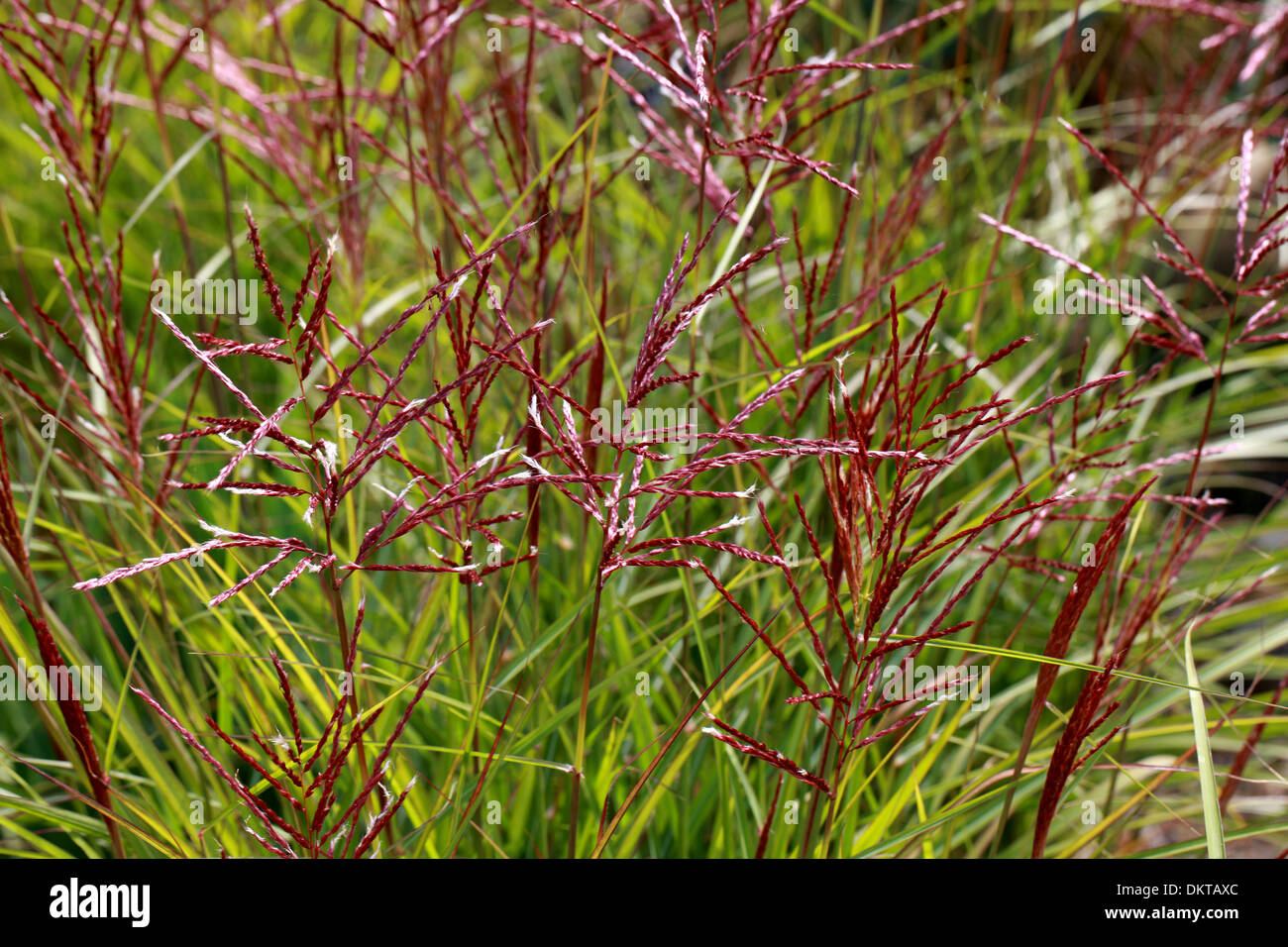 Chinesische Silber Grass, Maiden Grass, Zebra Grass, Susuki Grass, Stachelschwein Grass, Miscanthus Sinensis 'Ferner Osten', Poaceae. Stockfoto