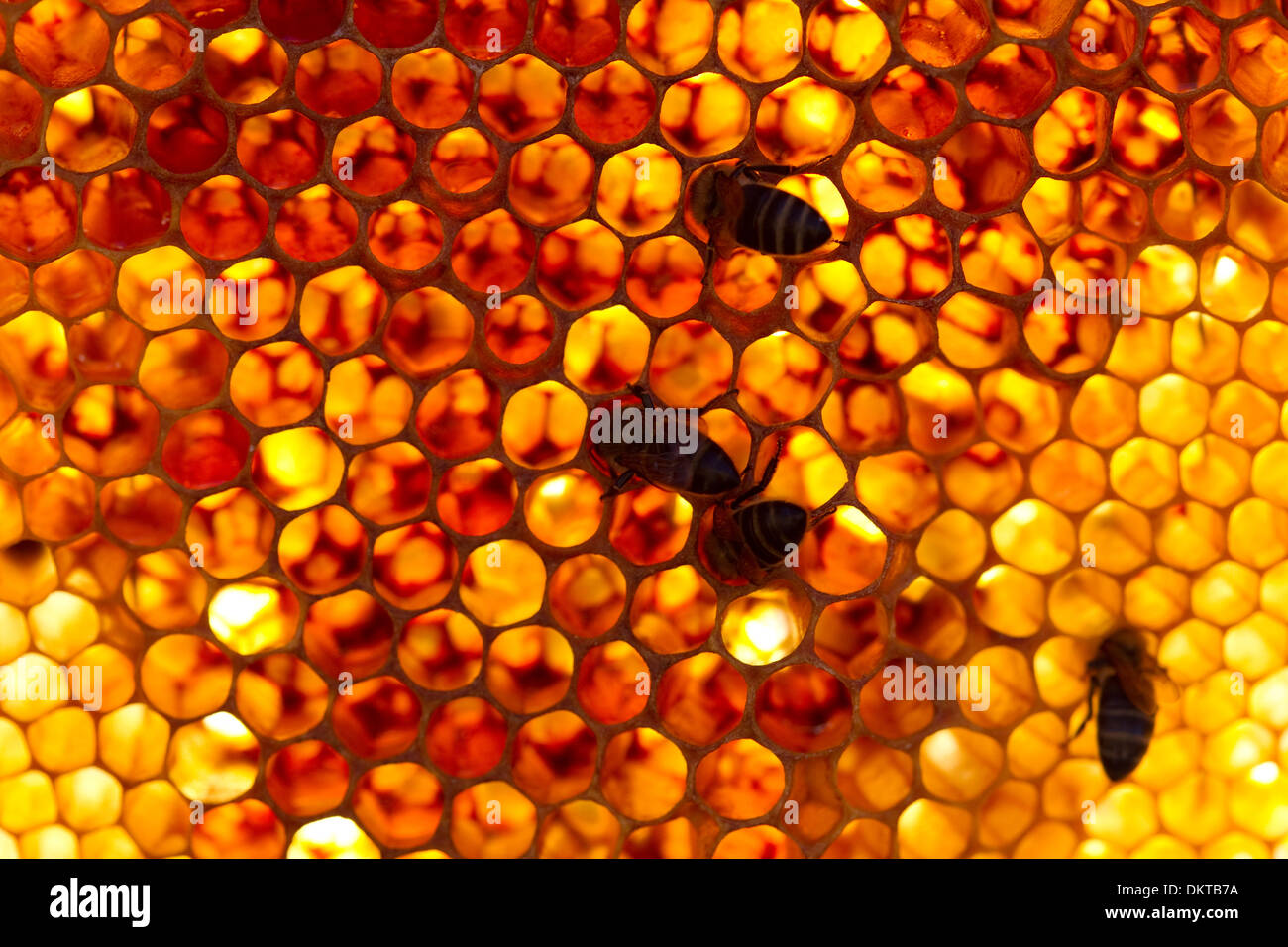 Detail von einem Bienenstock (Hintergrundbeleuchtung). Colmenar, Axarquia, Malaga, Andalusien, Spanien Stockfoto