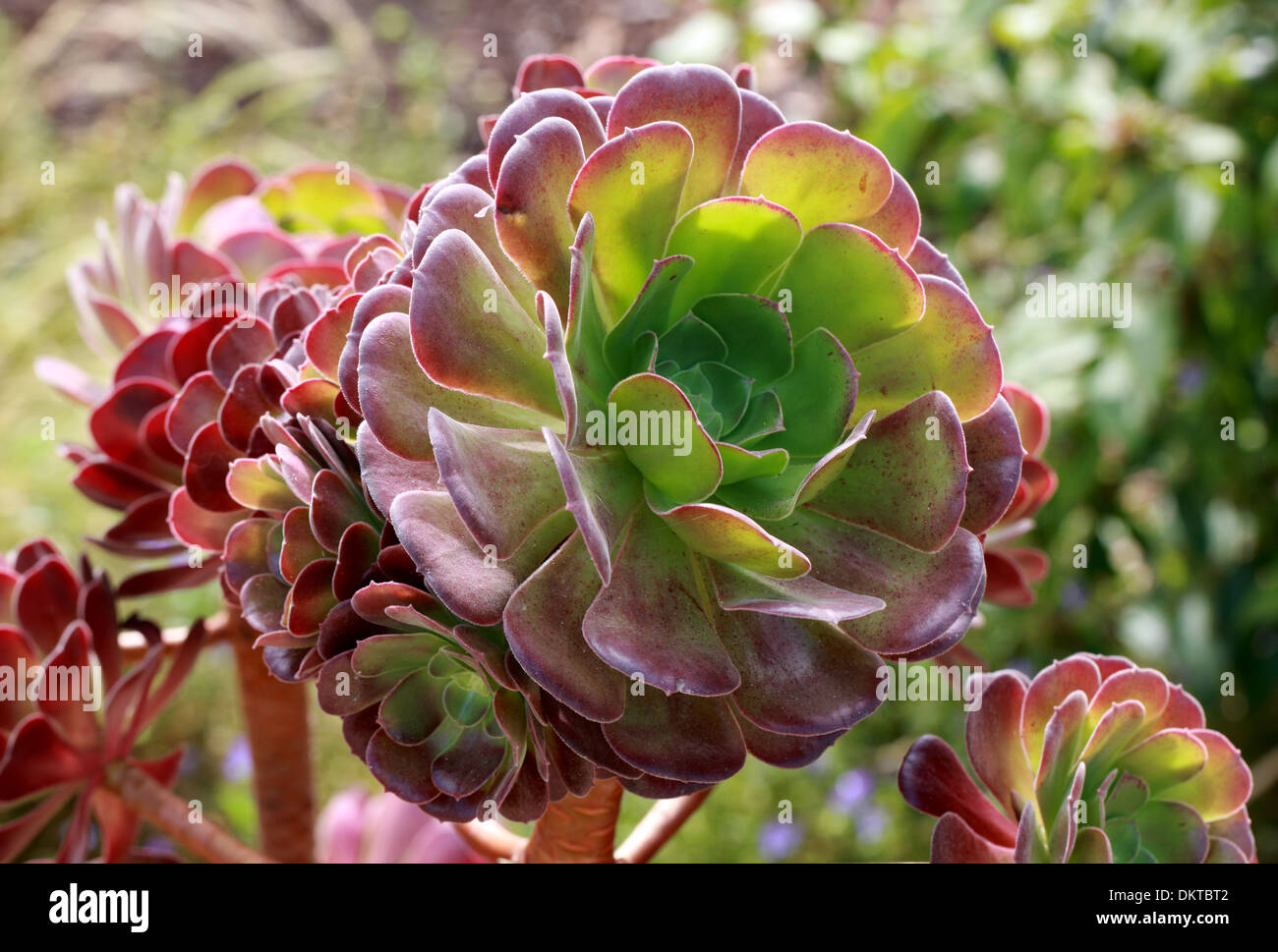 Baum-Aeonium "Velours", Hauswurz, Crassulaceae. Stockfoto