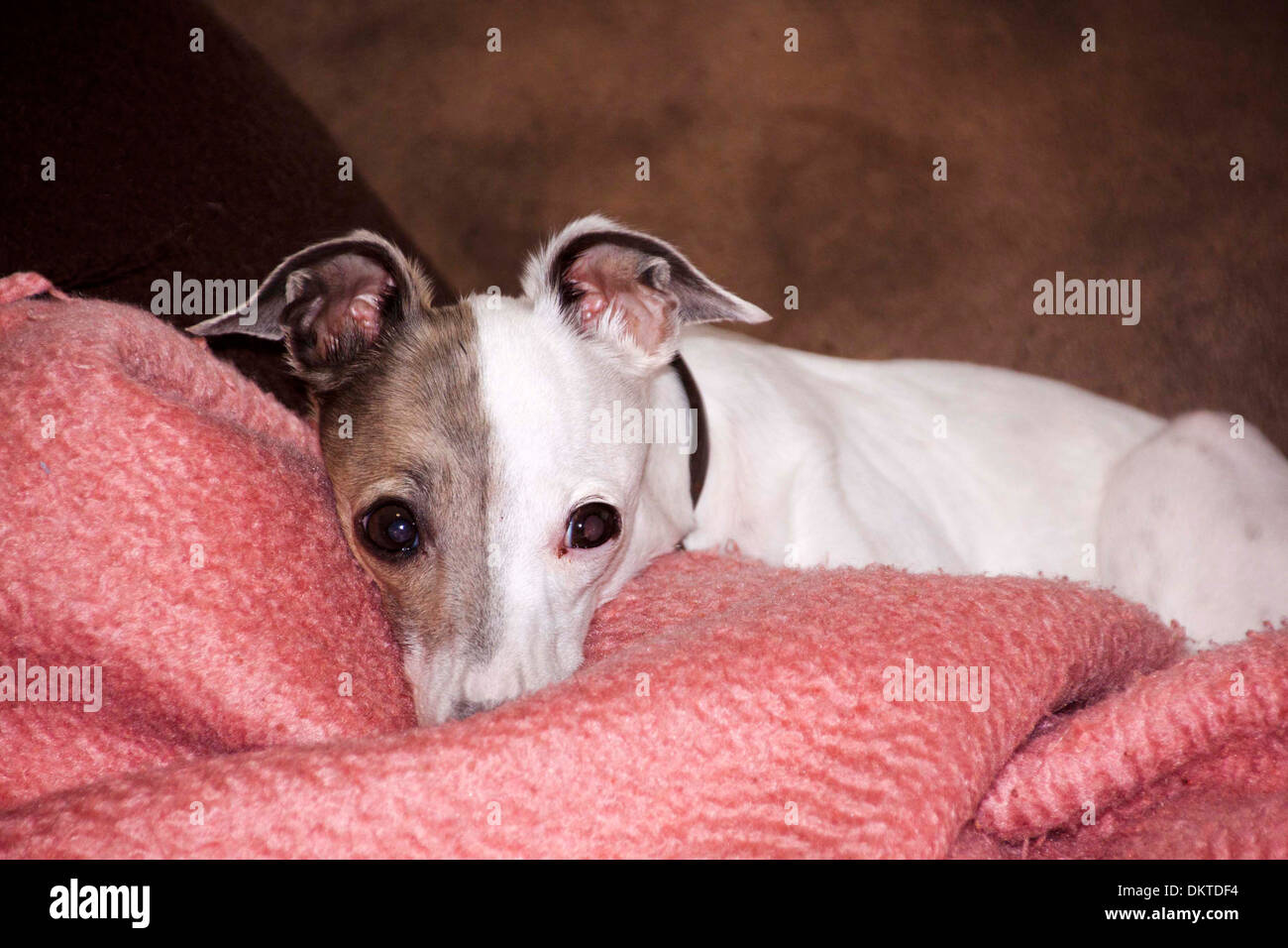 Italian Greyhound Miniature Dog Stockfotos Und Bilder Kaufen Alamy