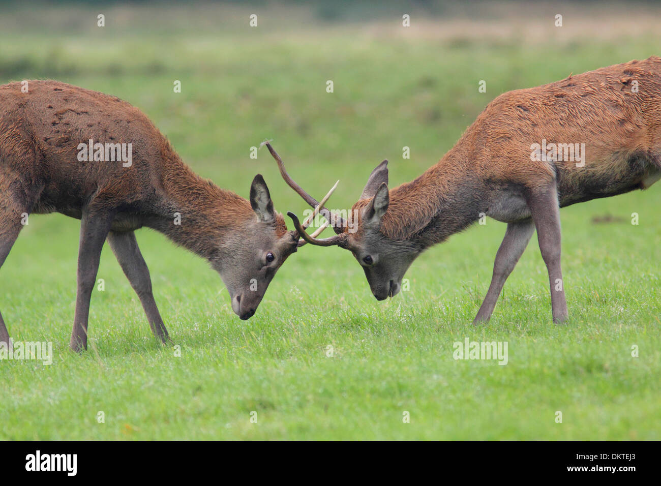 Rothirsch (Cervus Elaphus) unreif Hirsche Brunftzeit, Studley Royal, North Yorkshire, England, UK, Oktober Stockfoto