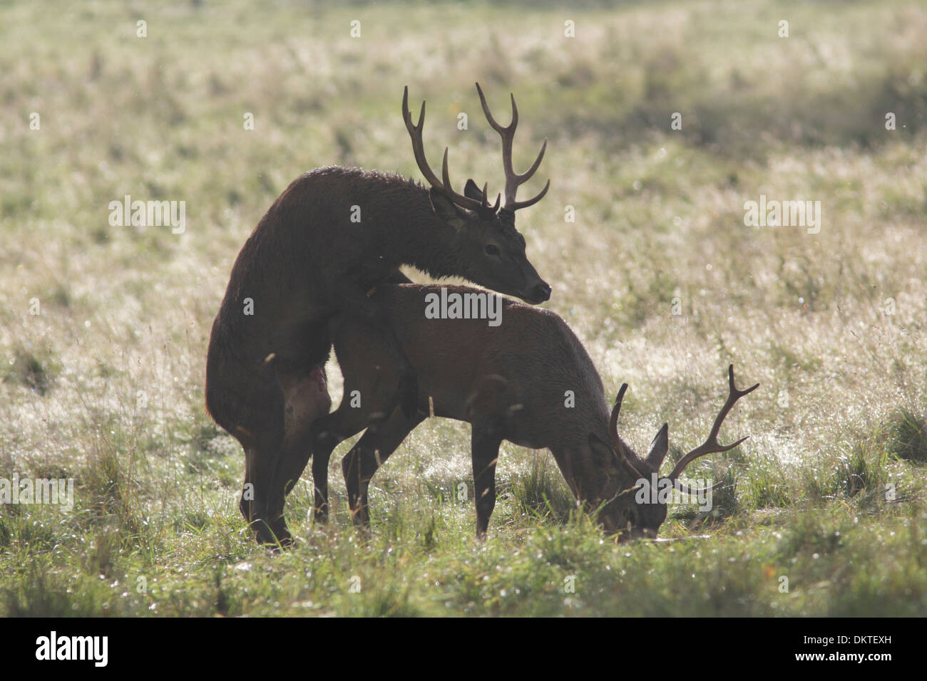 Zwei Hirsche in Rothirsch (Cervus Elaphus), ein Versuch, andererseits montieren Studley Deer Park, North Yorkshire, UK, Herbst Stockfoto