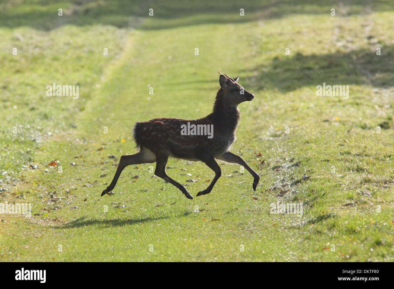 Sika Hirsch (Cervus Nippon), Hirsch über Wanderweg laufen, Studley Deer Park, Ripon, Großbritannien, Oktober Stockfoto