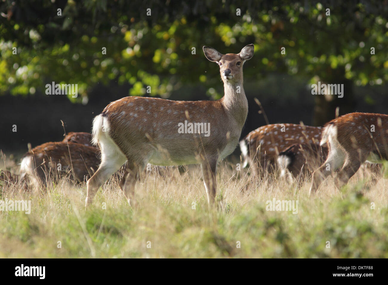 Sika Rotwild (Cervus Nippon), Gruppe, Studley Deer Park, Ripon, Großbritannien Stockfoto