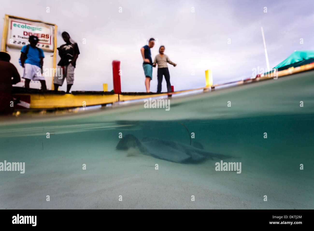 Halb versunkenen Blick auf Touristen beobachten Stingray Ansatz unter Wasser dock in Karibik Stockfoto