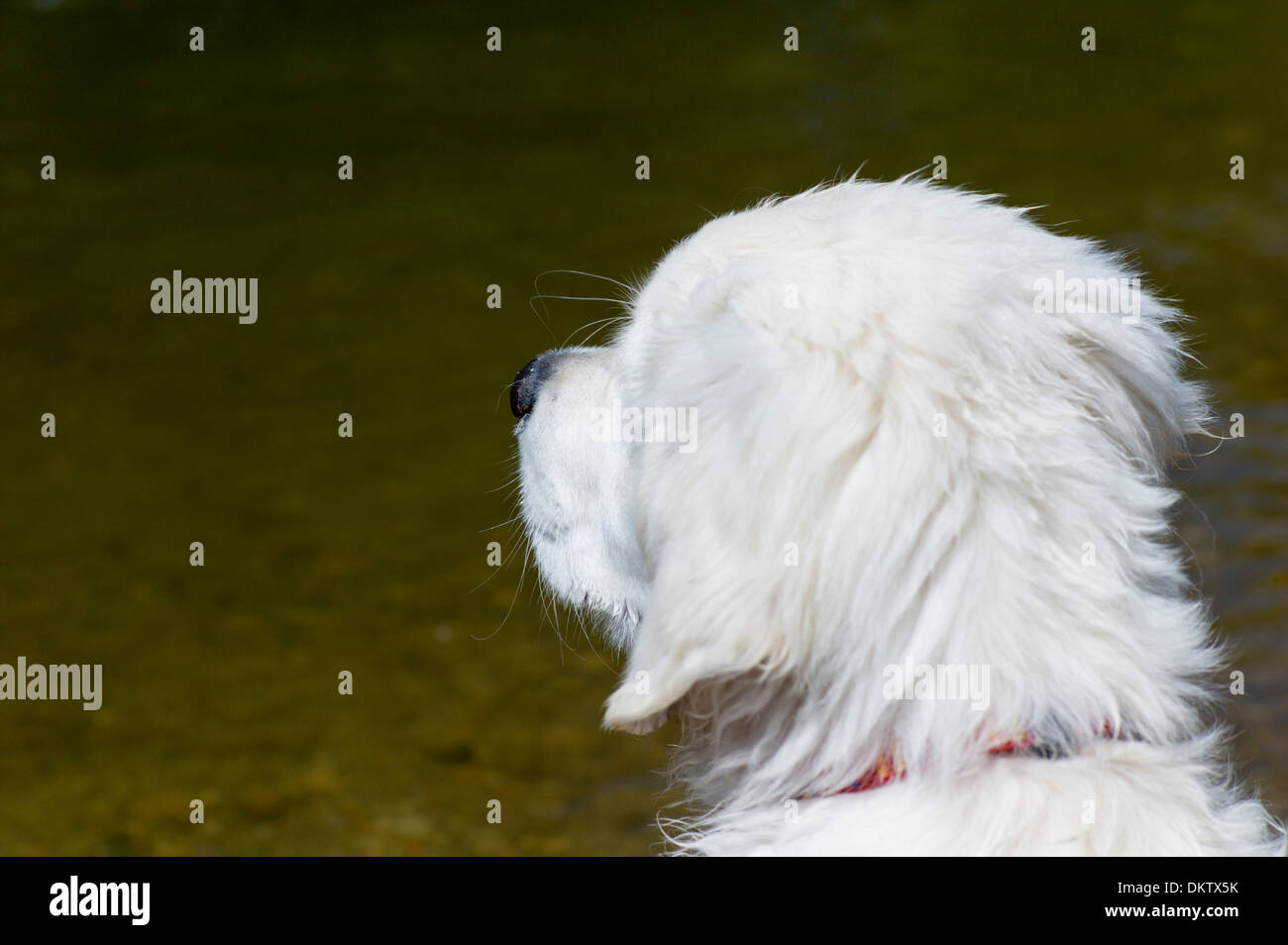 Platin farbige Golden Retriever Hund spielen in den Arkansas River, Salida, Colorado, USA Stockfoto