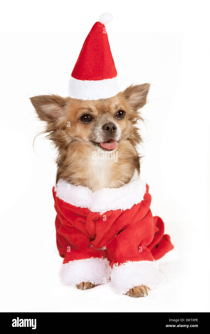 ein kleiner Chihuahua Hund sitzen mit Zipfelmütze. Er ist als Weihnachtsmann verkleidet. Stockfoto