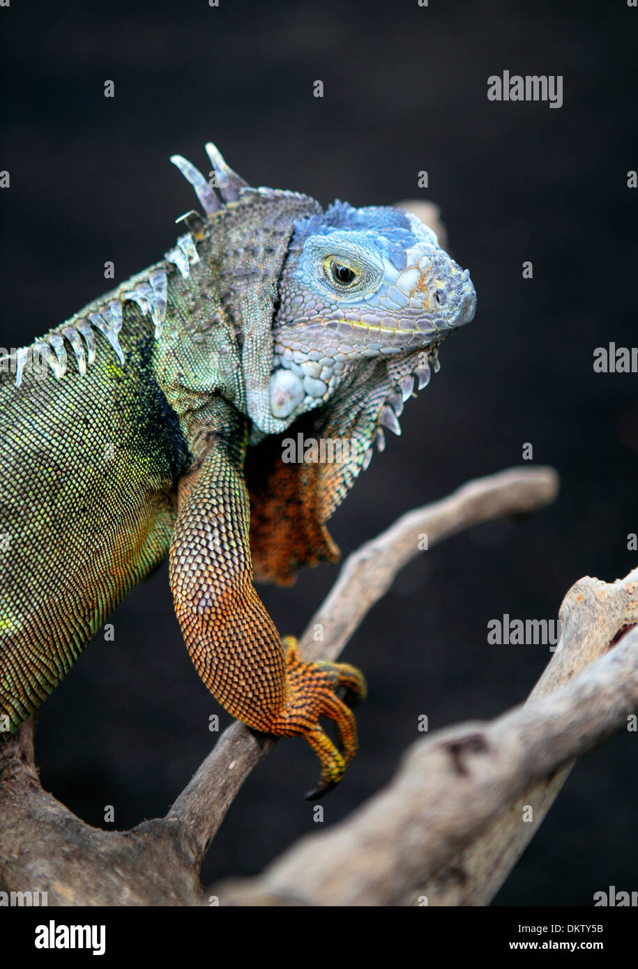 Leguan, Bali, Indonesien Stockfoto