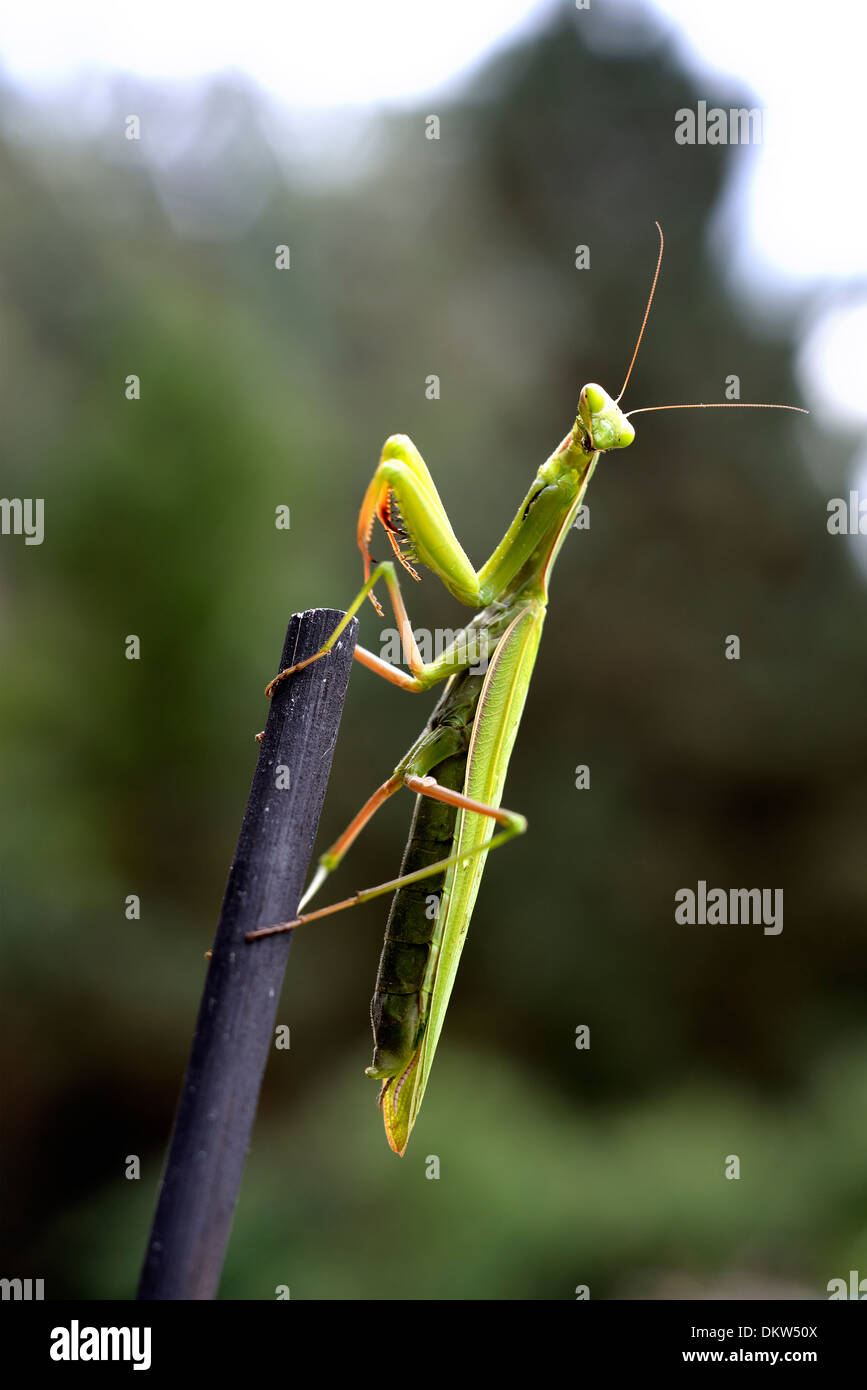 Europäische Gottesanbeterin oder Gottesanbeterin, Mantis religiosa Stockfoto