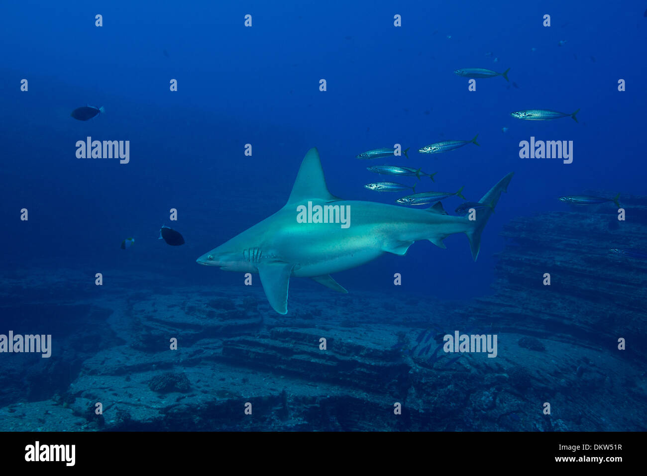 Sandbar Haifisch gefolgt von Opelu oder Makrele Scad, Lehua Rock aus Niihau, Hawaii, USA (Pazifischer Ozean) Stockfoto