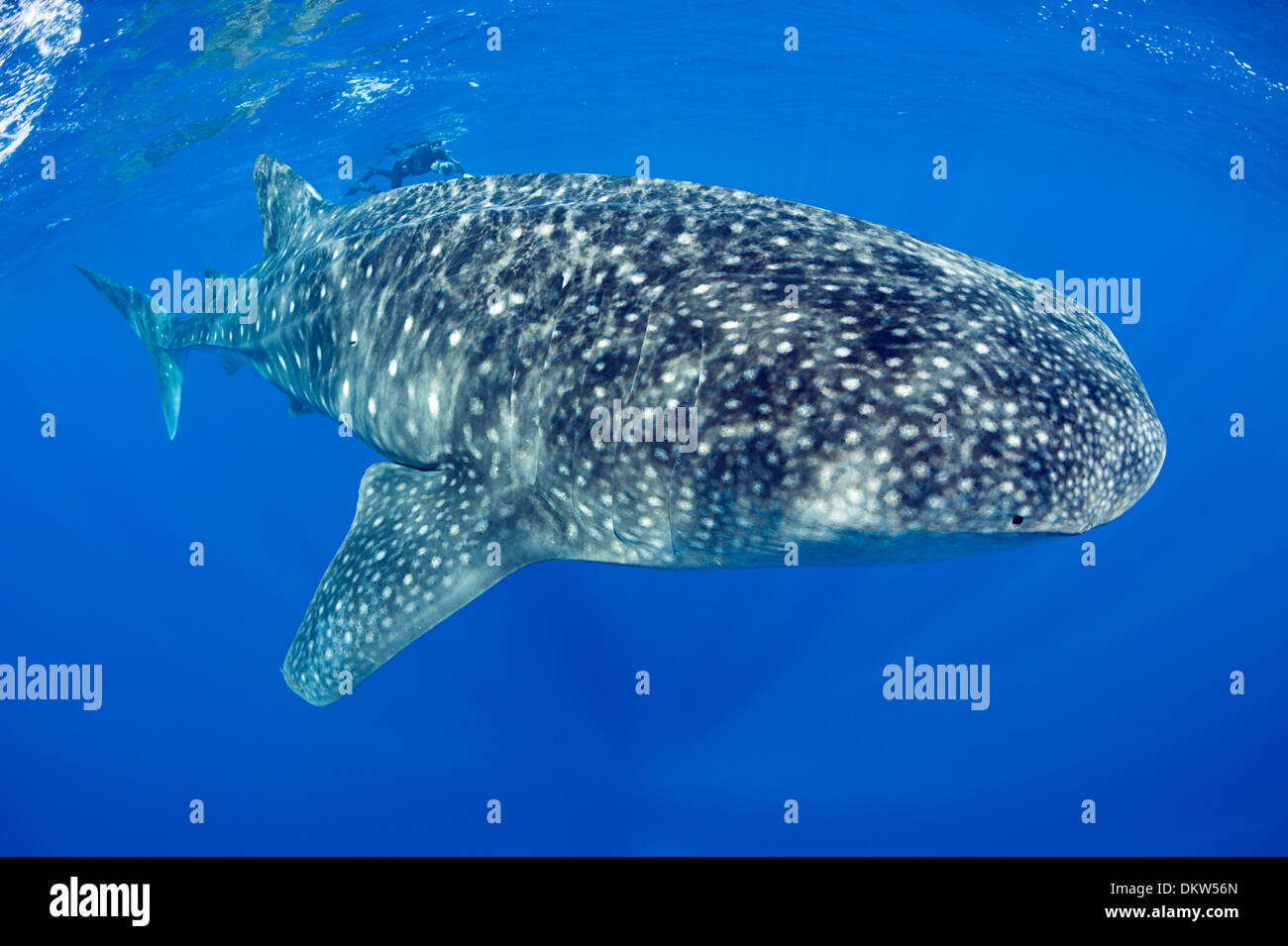 Deron Verbeck schwimmt mit Walhai Rhincodon Typus, Kona-Küste, Hawaii-Insel (Big Island), die Inseln von Hawaii Stockfoto