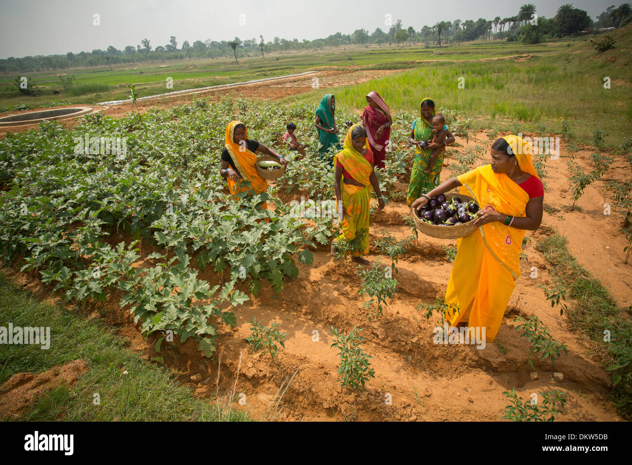 Frau Bauern im Bundesstaat Bihar, Indien. Stockfoto
