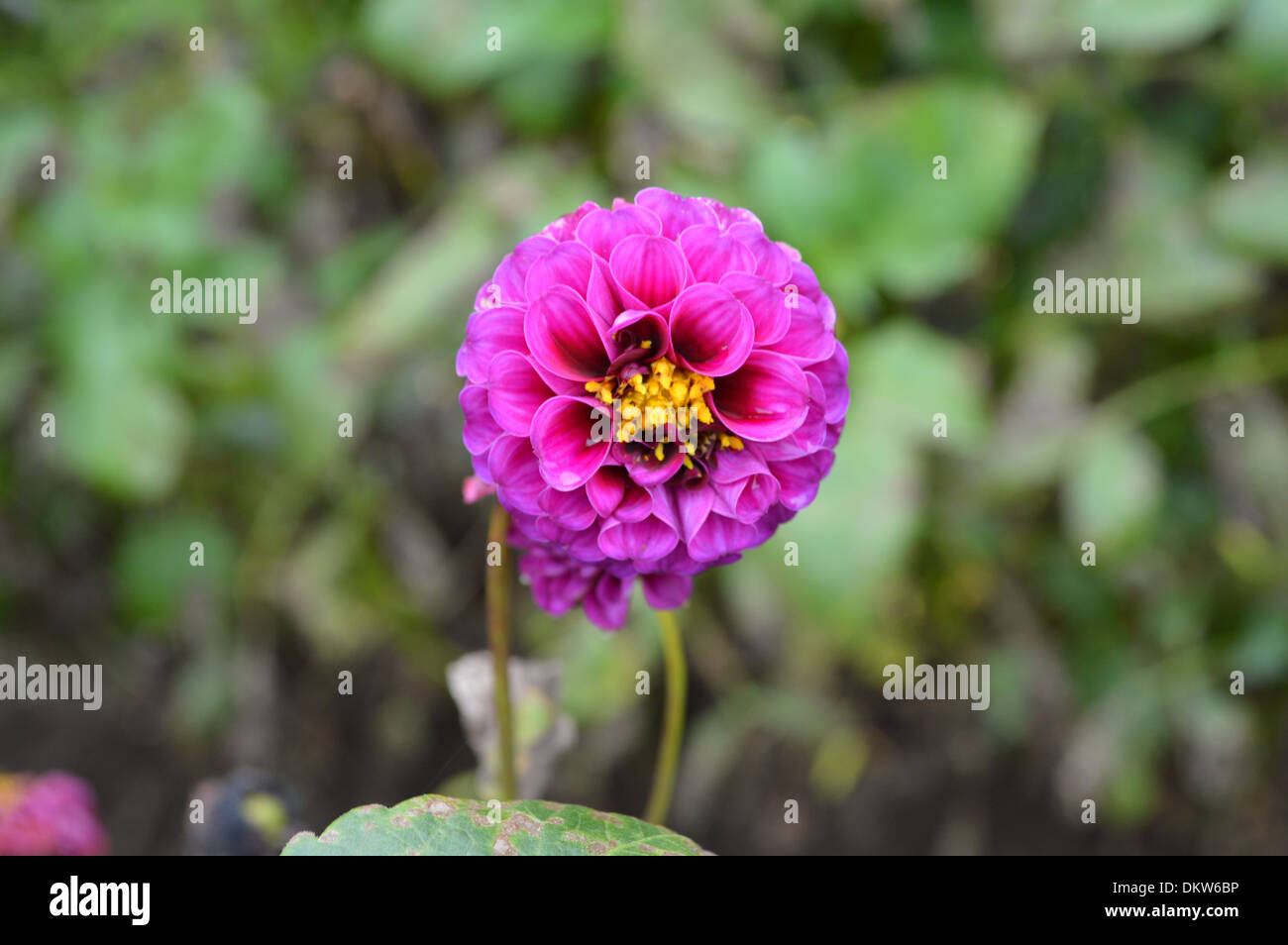 Dot Com Dalhia Blume Stockfoto