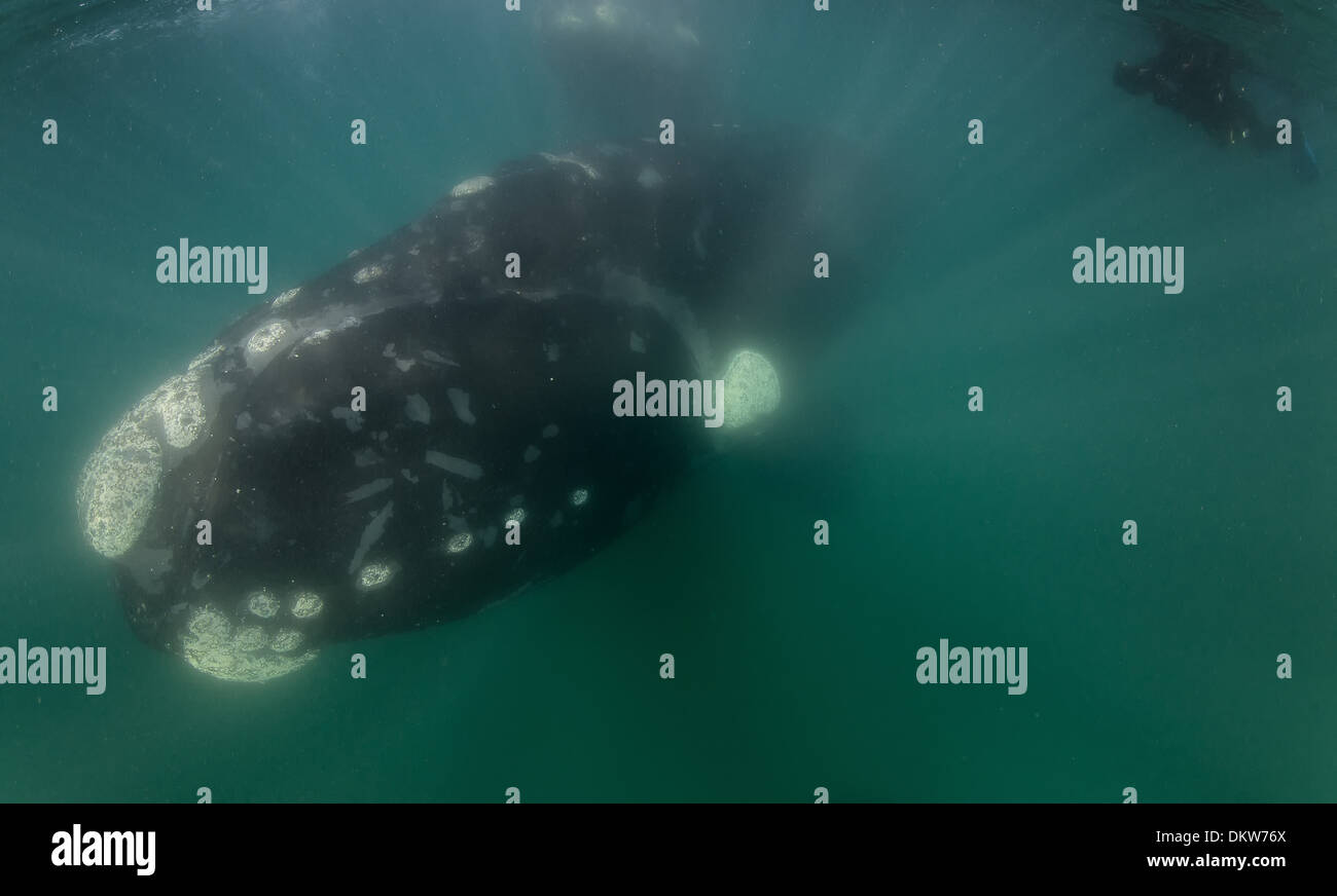 Eine Mutter südlichen Glattwal Eubalaena Australis mit Taucher zeigen enorme Größe in der Halbinsel Valdez argentina Stockfoto