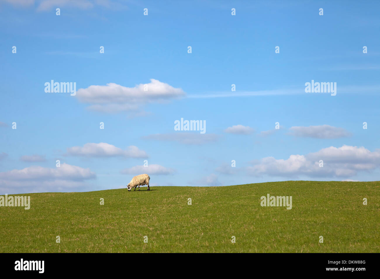 Schaf auf einfachen Hintergrund. Stockfoto