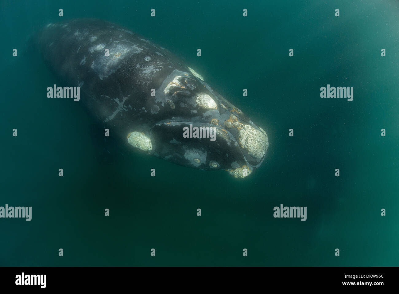 Unterwasser Foto von eine junge südlichen Glattwal Eubalaena Australis genommen von oben zeigt Callositas Stockfoto