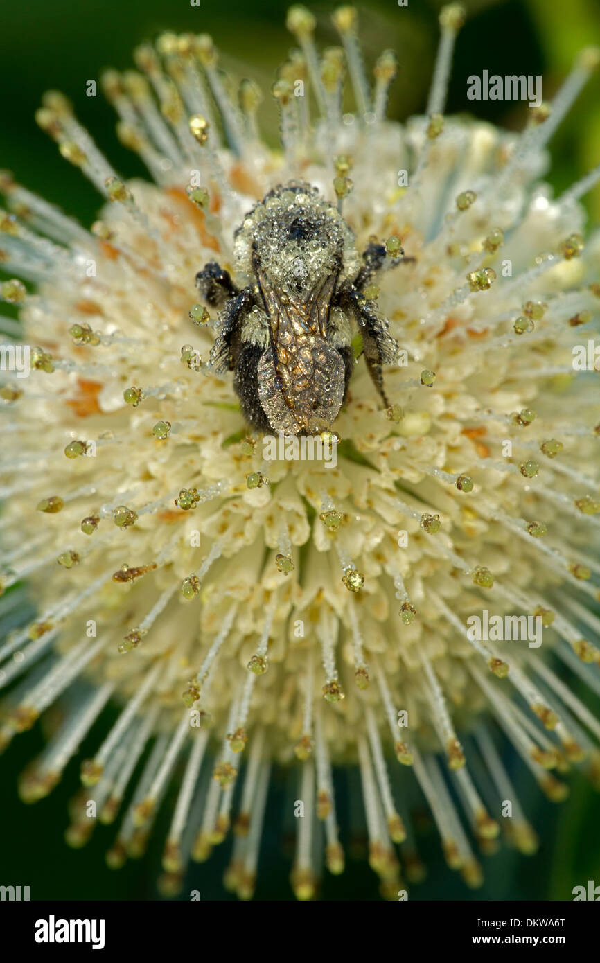 Hummel auf Buttonbush (Cephalanthus Occidentalis), Suche nach Nektar und Pollen, New York tragen Stockfoto