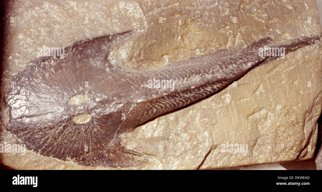 Cephalaspis lyelli, ein Jawless Fossile Fische Stockfoto