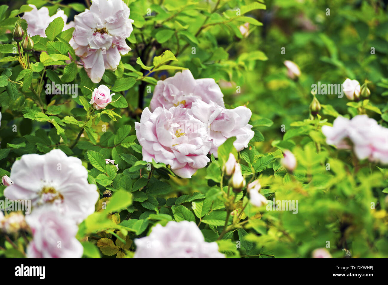 Leichte rosa Rosen im Garten. Rosen-Foto-Sammlung. Stockfoto