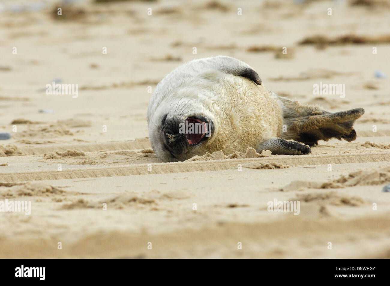 Seal Pup verwaltet aus Meer Strand zurück zu kämpfen, nach Meer bei Flut ausgewaschen wird & getrennt von der Mutter, Winterton-On-Sea, Norfolk, England auf Sonntag, 8. Dezember 2013 Stockfoto