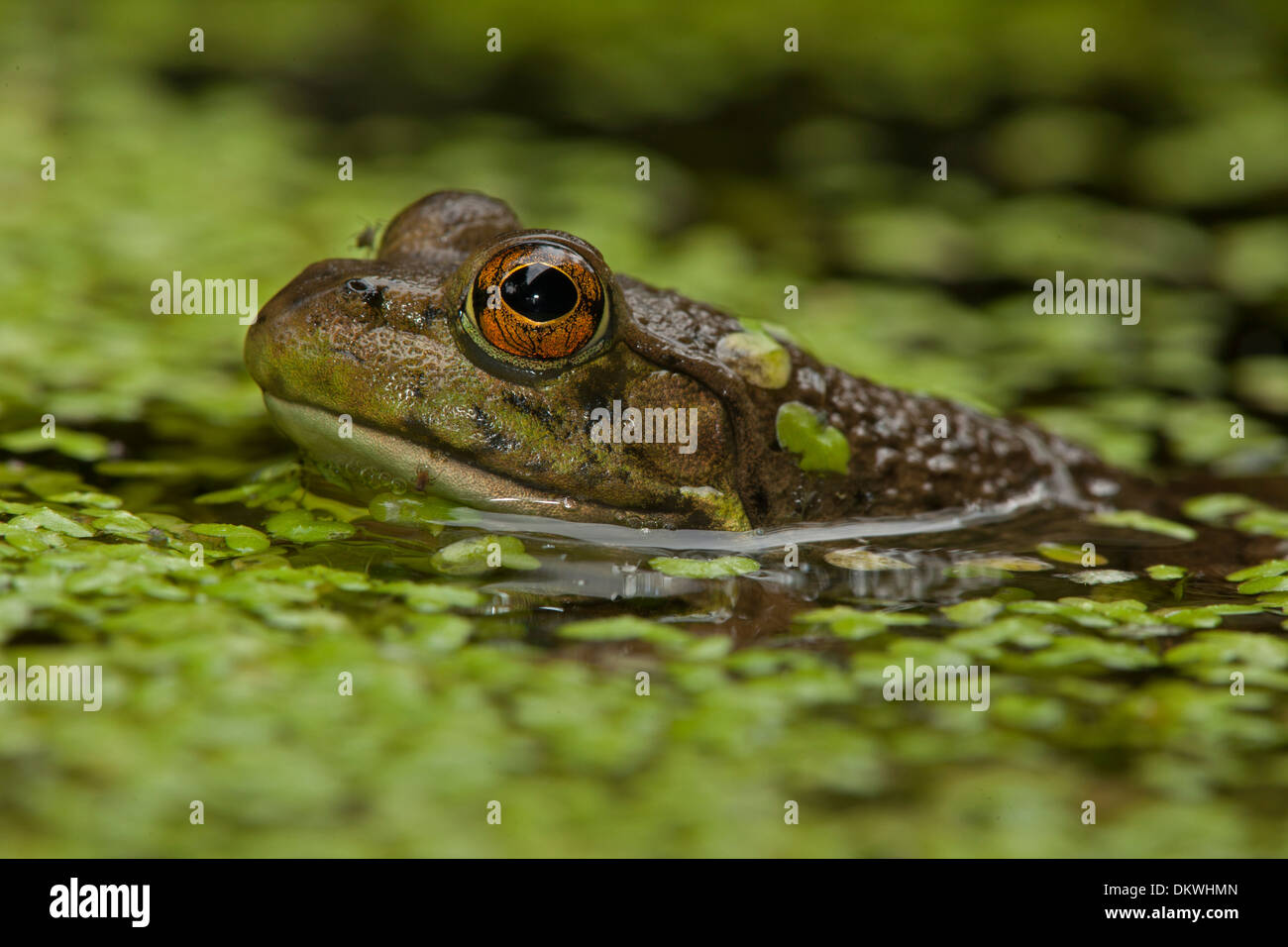 Amerikanischer Ochsenfrosch (Lithobates Catesbeianus), Rana Catesbeiana, New York Stockfoto