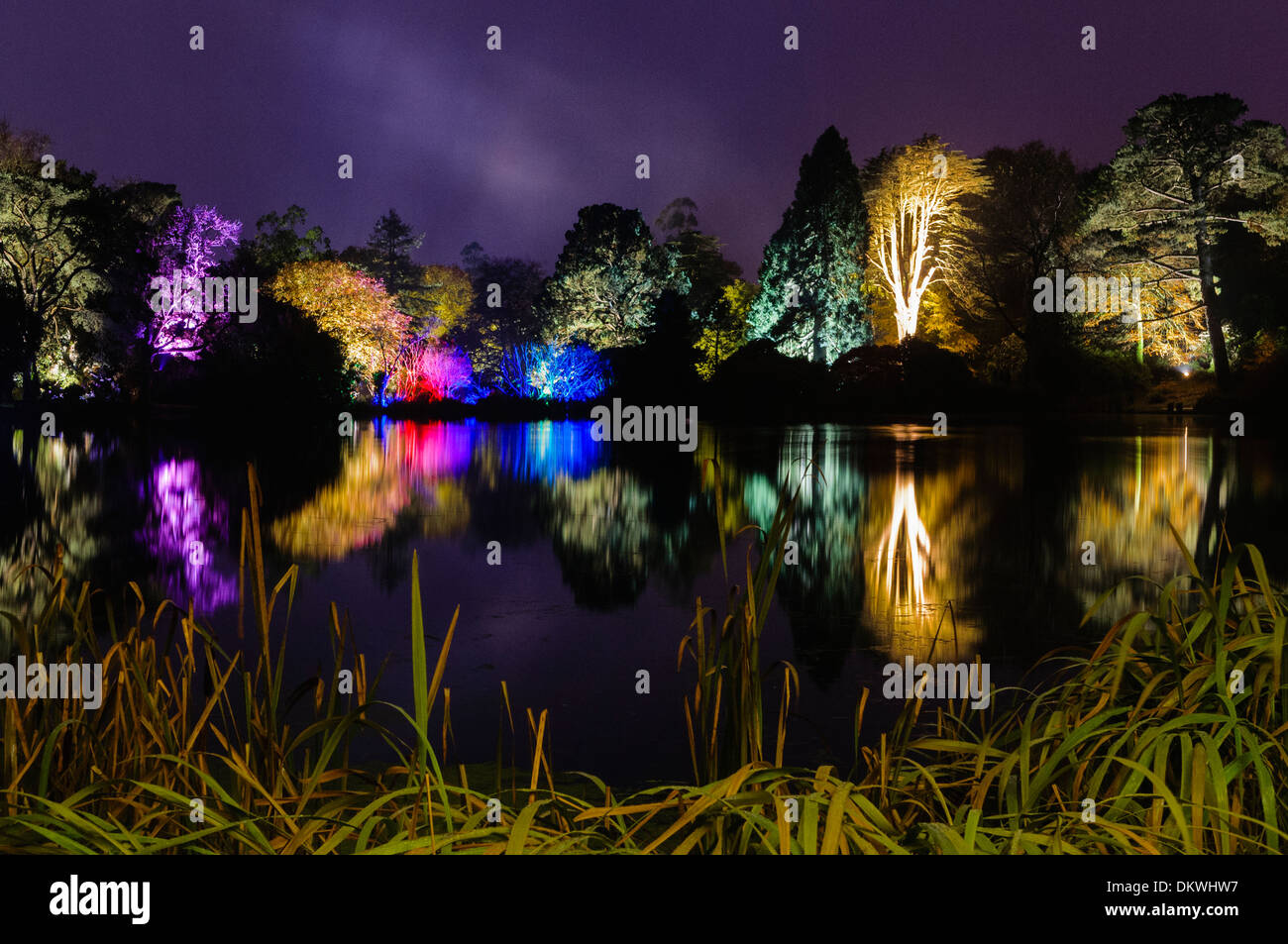 Bäume in einem Wald von künstlichem Licht beleuchtet, und spiegelt sich in einem See Stockfoto