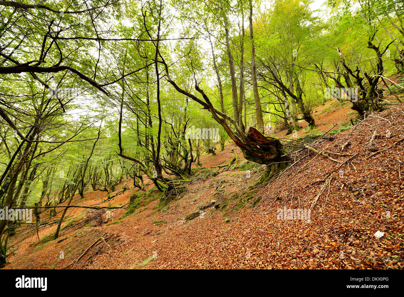 Europäische Buche oder gemeinsame Buche Fagus Sylvatica, Balgerri Beechwood, Carranza, Biskaya, Baskisches Land, Spanien, Europa Stockfoto