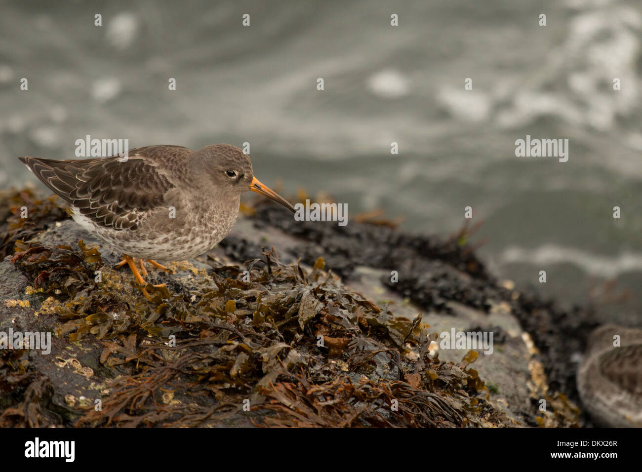 Detailansicht einer Meerstrandläufer thront auf einem Steg Felsen - Calidris maritima Stockfoto