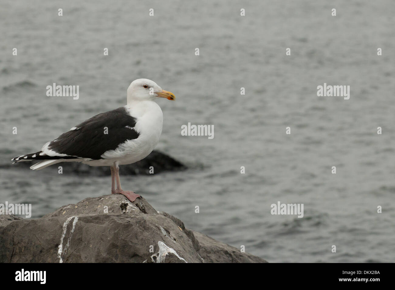 Mehr schwarz-unterstützte Möve stehend auf einem Felsen - Larus marinus Stockfoto