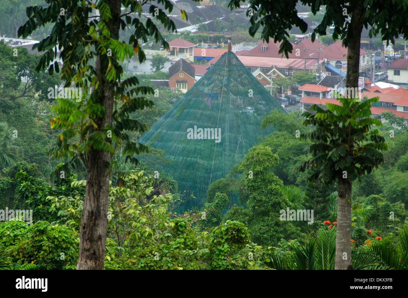 Ocho Rios, Jamaika, Wald, Regenwald, web Stockfoto