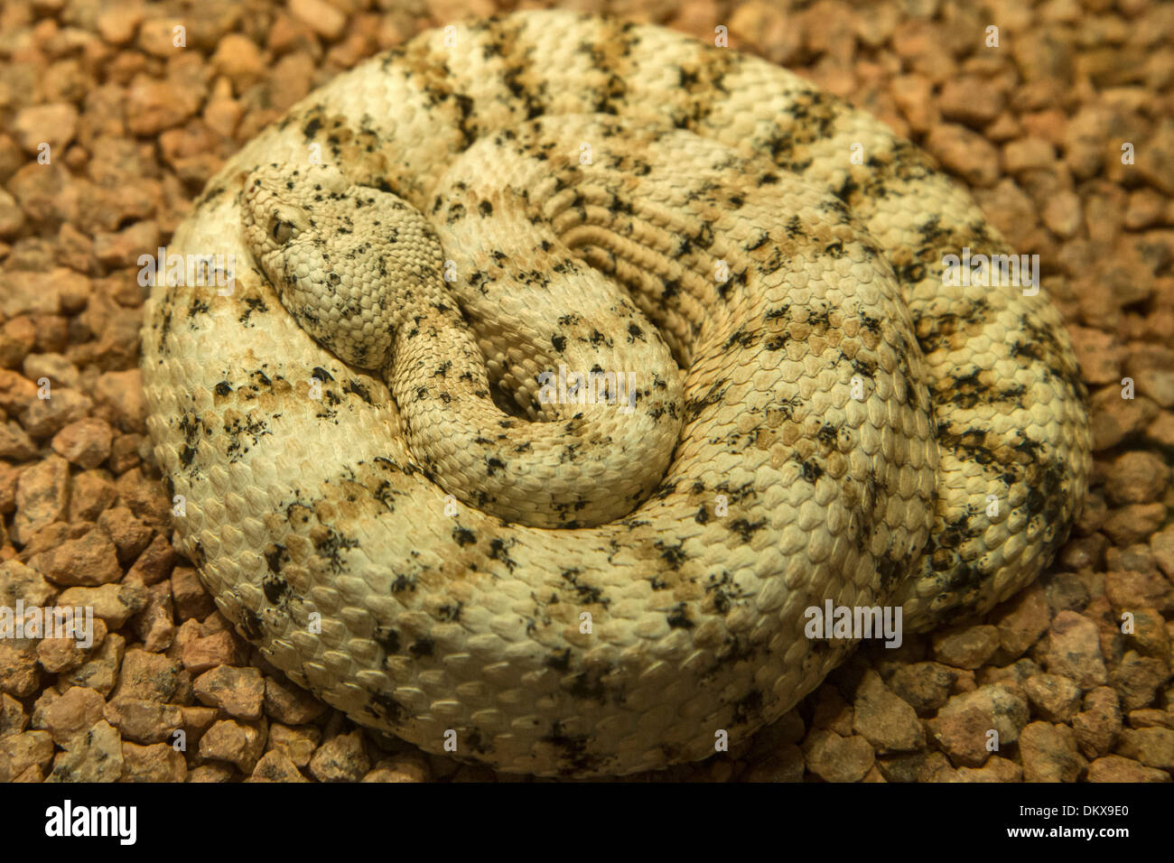 gesprenkelte Klapperschlange, Crotalus Mitchelli, Klapperschlange, Schlange, Reptil, rund Stockfoto