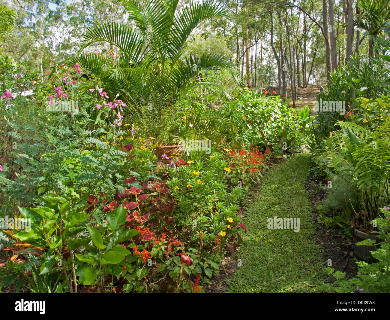 Spektakuläre subtropischen Bauerngarten mit smaragdfarbenen Laub, bunt blühende Sträucher, Stauden und Rasen unter Palmen Stockfoto