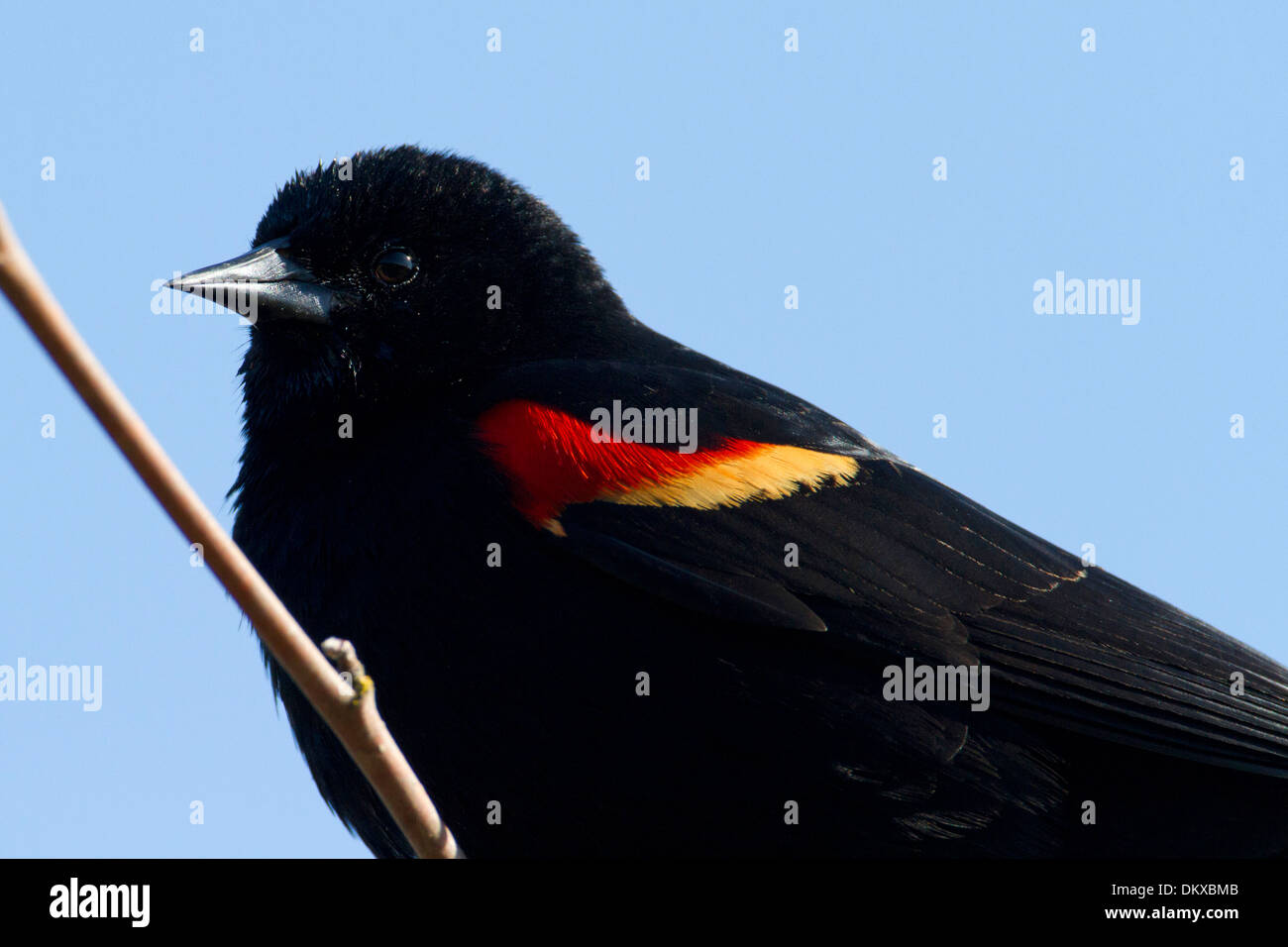 Rotschulterstärling (Agelaius Phoeniceus) männlich thront auf einem Ast am Brookwood Marsh, Nanaimo, BC, Vancouver Island im April Stockfoto
