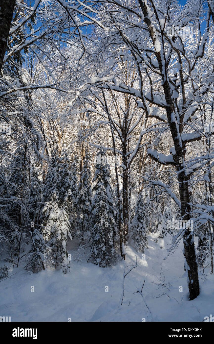 Schneebedeckten Wald Stockfoto