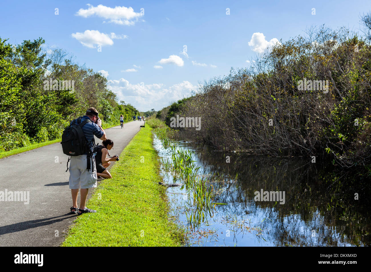 Touristen fotografieren ein Baby amerikanischer Alligator auf die Shark Valley Loop Road, Everglades-Nationalpark, Florida, USA Stockfoto