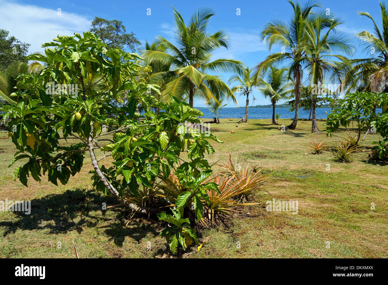 Baum, Noni, Morinda Citrifolia, mit tropischer Vegetation und das Karibische Meer im Hintergrund, Panama, Mittelamerika Stockfoto