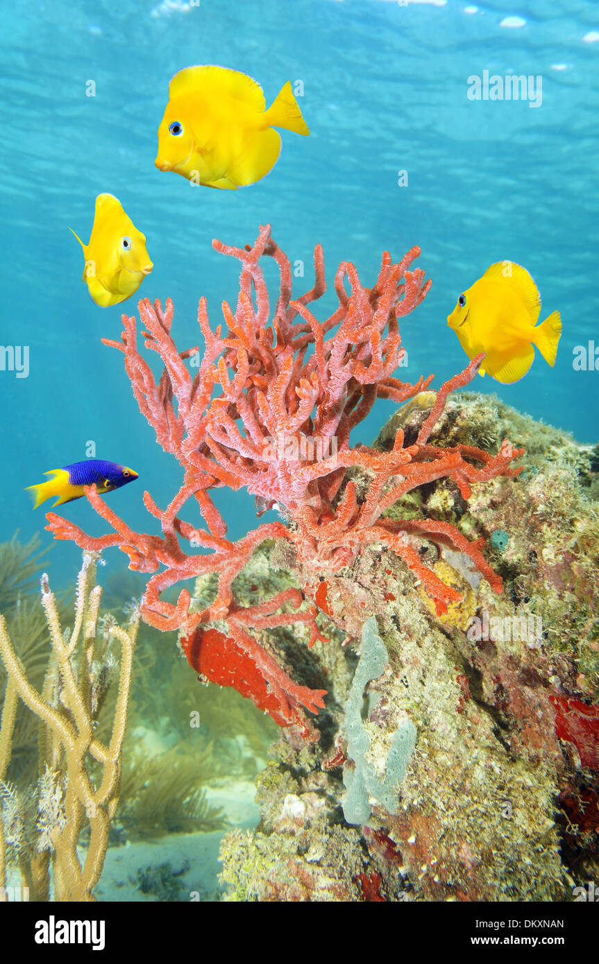 Unterwasser-Szene mit dünnen Seil Schwamm, Clathria Virgultosa und bunte Tropenfische, Karibik Stockfoto