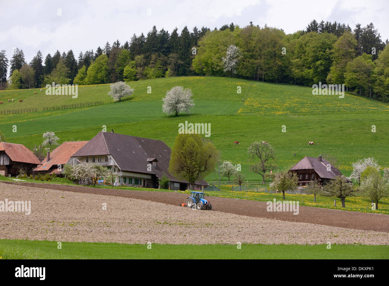 Europa, Schweiz, Kanton Bern, Landwirtschaft, Dorf, Frühling, Hamlet, Emmental, Häusernmoos, Stockfoto