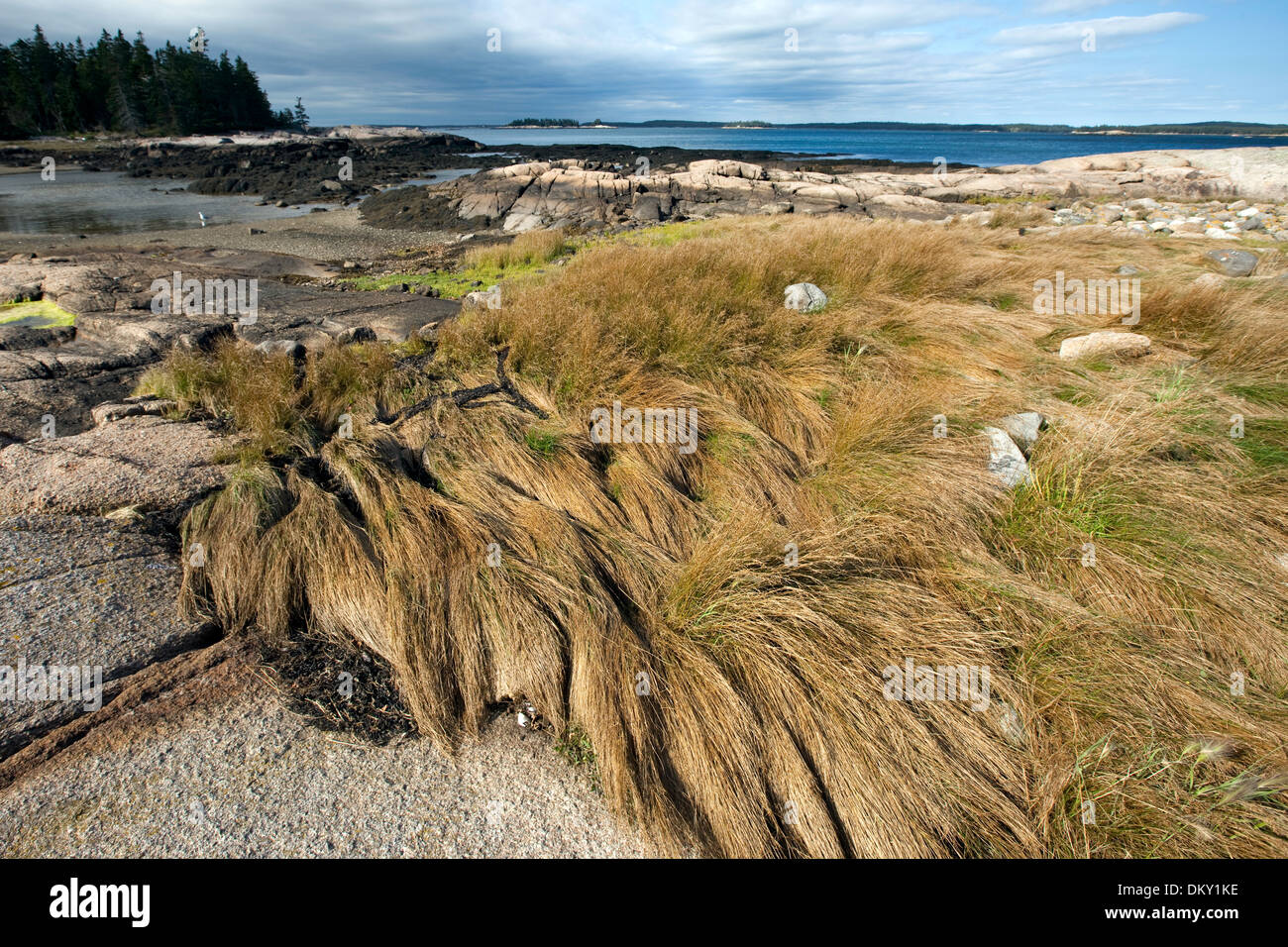 Great Wass Island Preserve, Maine Stockfoto