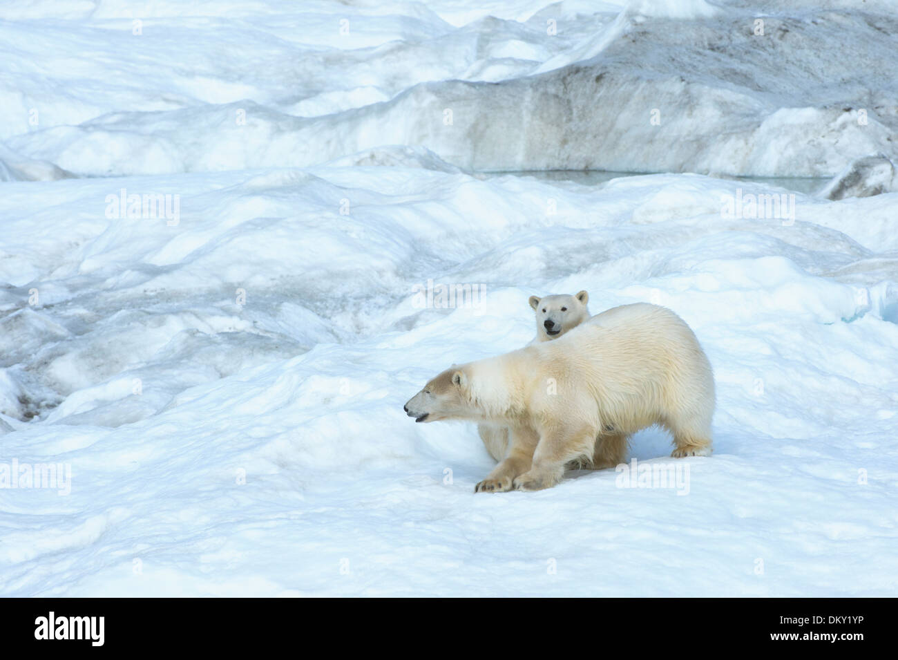 Mutter Eisbär mit einem zwei Jahre alten Cub (Ursus Maritimus), Wrangel Island, Chuckchi Meer, russischen Fernen Osten Stockfoto