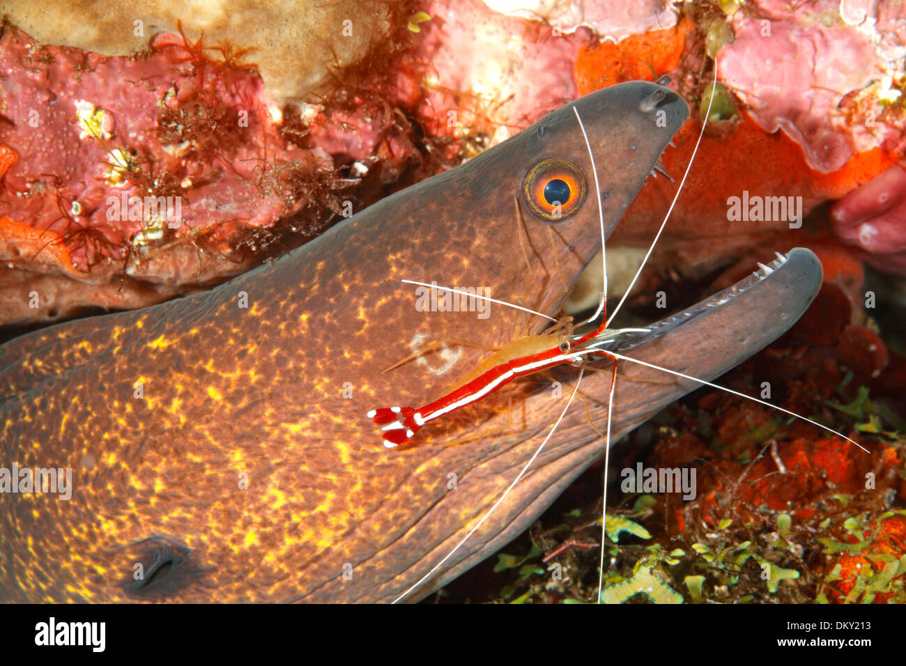 Gelbgefleckte oder Yellow-Margined Muräne Gymnothorax Flavimarginatus Zähne durch Putzergarnelen, Lysmata Amboinensis gereinigt. Stockfoto