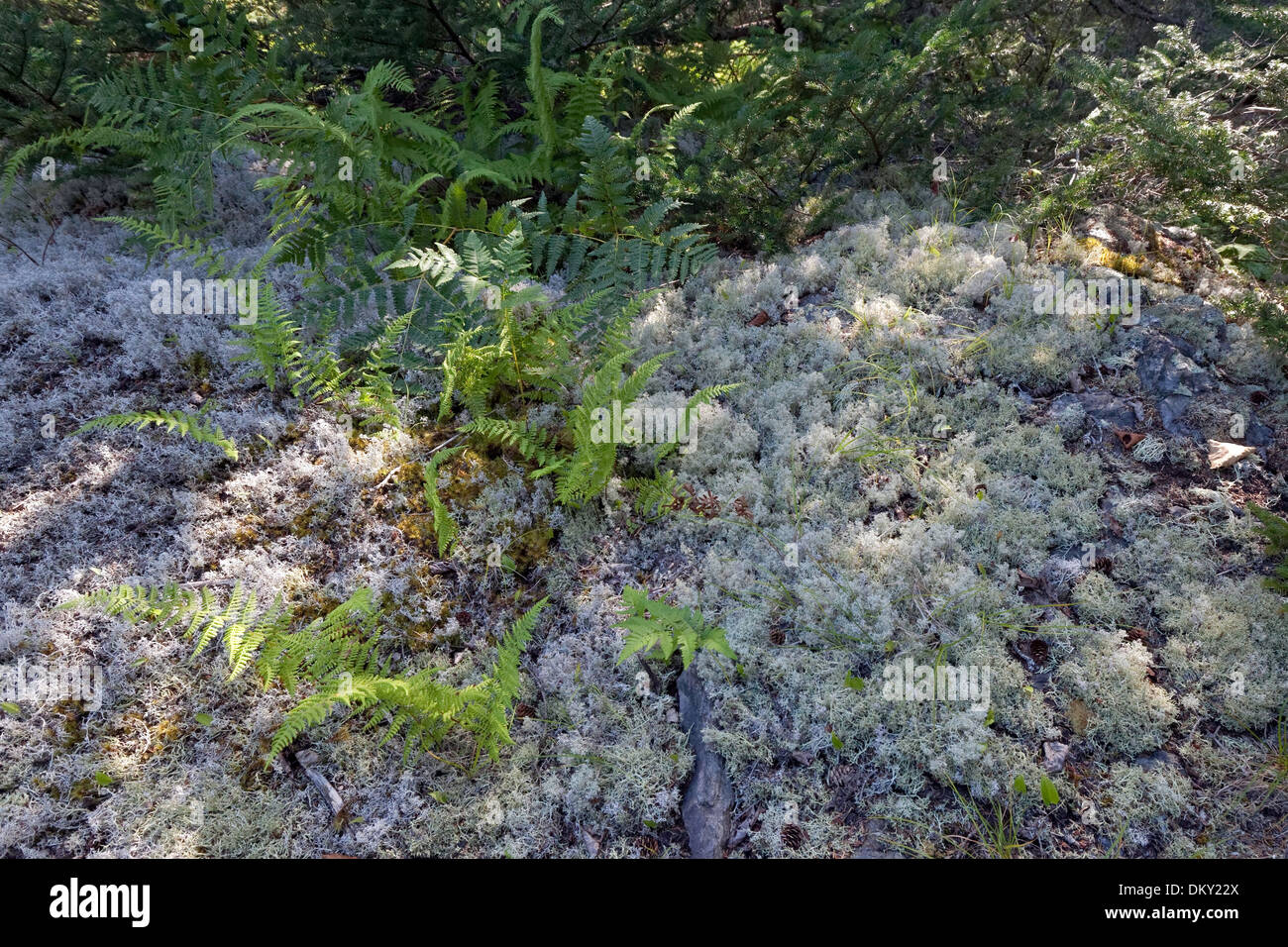 Farne und Rentier Flechten (Cladonia Rangiferina) Stockfoto