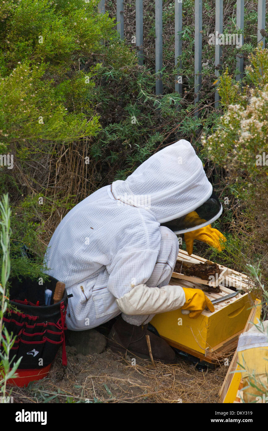 Städtischen Imker Büsche in der Nähe von Ballona Creek verwilderte Bienenstock entfernen. Los Angeles, Kalifornien, USA Stockfoto