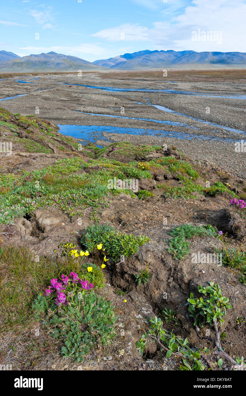 Flussbett in der Nähe von zweifelhaften Dorf, Wrangel Island, Chuckchi Meer, russischen Fernen Osten, UNESCO-Weltkulturerbe Stockfoto