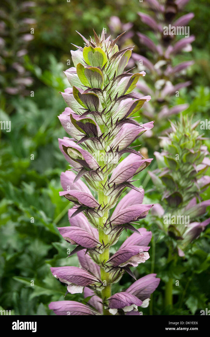 Acanthus Spinosus (Bear's Reithose) blühen im Frühjahr. Stockfoto