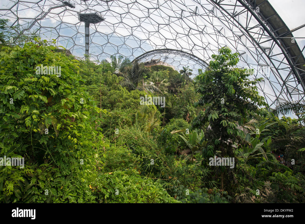 Tropischen Biom, Eden Project, Cornwall, England, UK Stockfoto