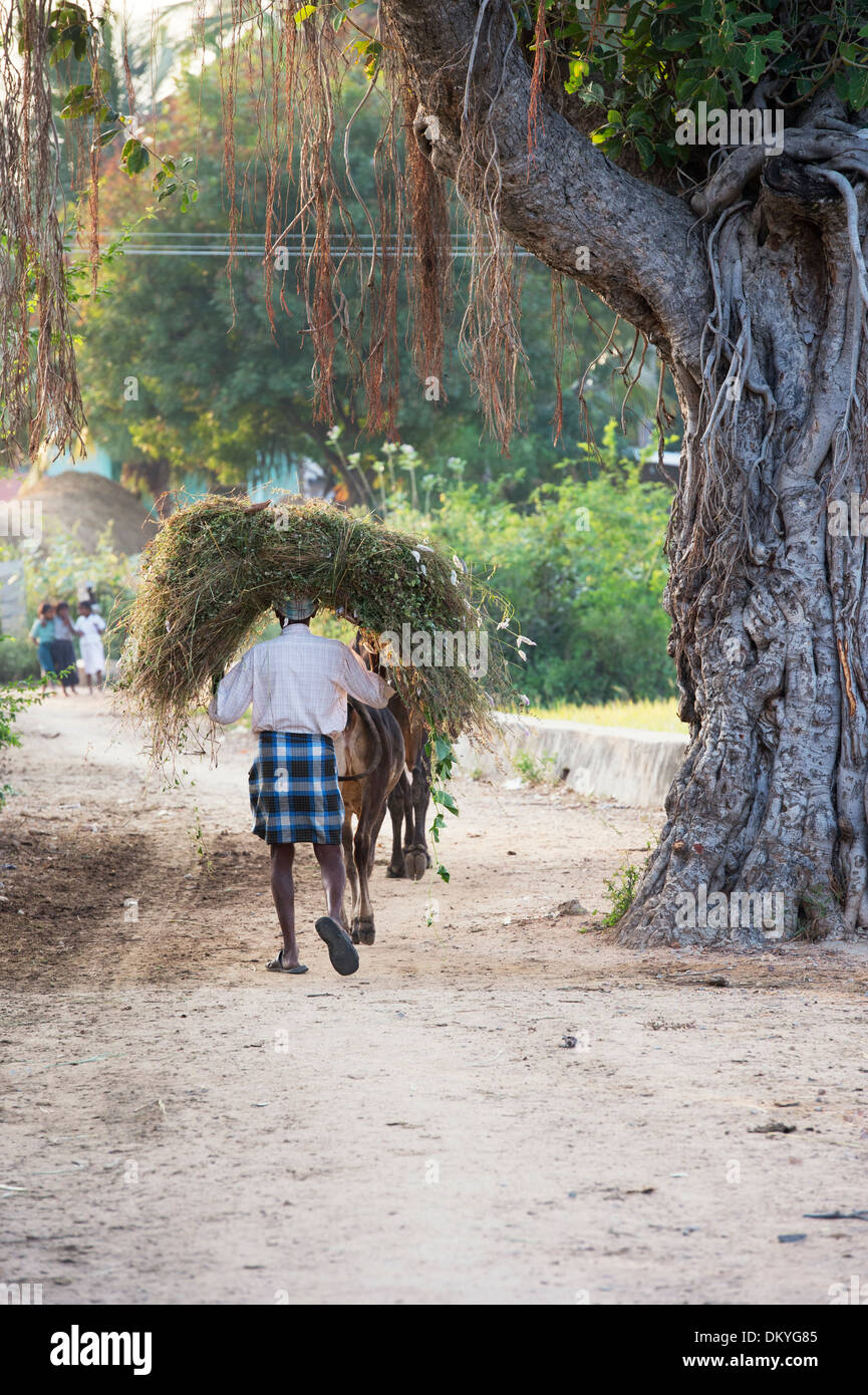 Indische Bauerndorf Mann trägt Schnittgut auf dem Kopf mit einer Kuh in der indischen Landschaft. Andhra Pradesh, Indien Stockfoto