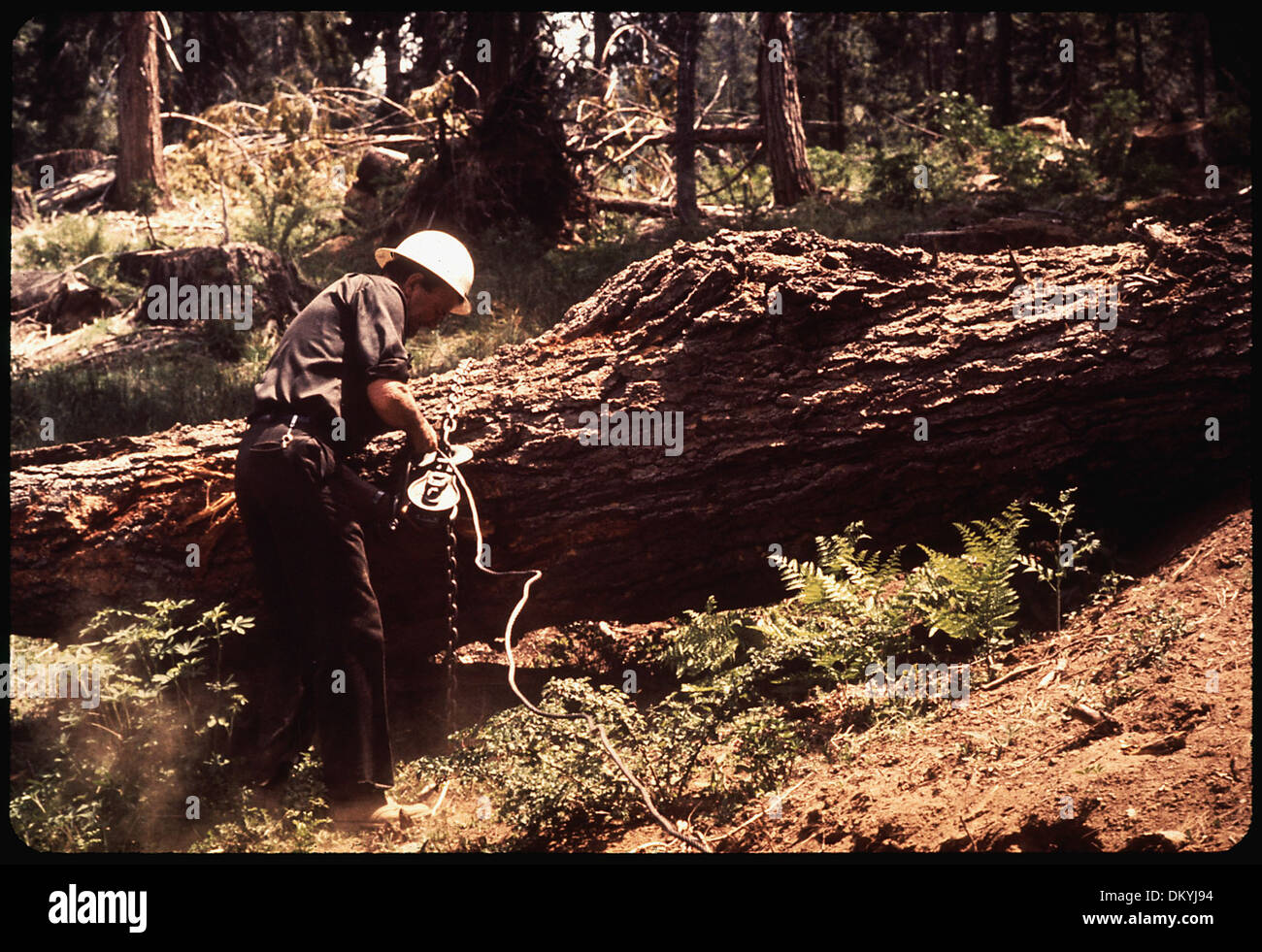 WM. H. WINGO, FÖRSTER MIT SOUTHERN CALIFORNIA EDISON COMPANY, INDEM EIN BARRIERE-PROTOKOLL. ER IST VORÜBERGEHEND ZU STOPPEN... 542716 Stockfoto