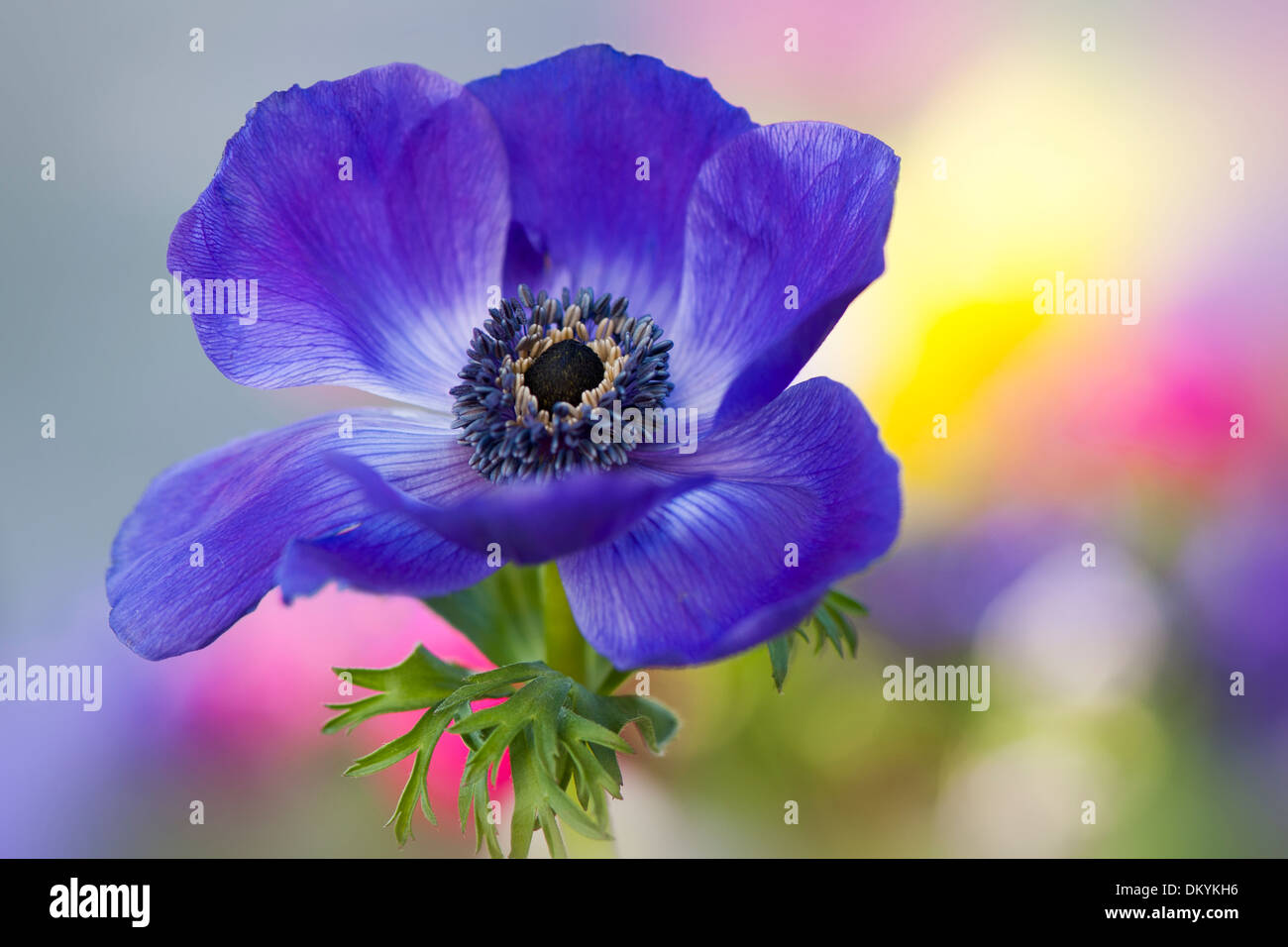 Nahaufnahme Bild von einer einzigen blau Anemone Coronaria De Caen blau windflower Stockfoto