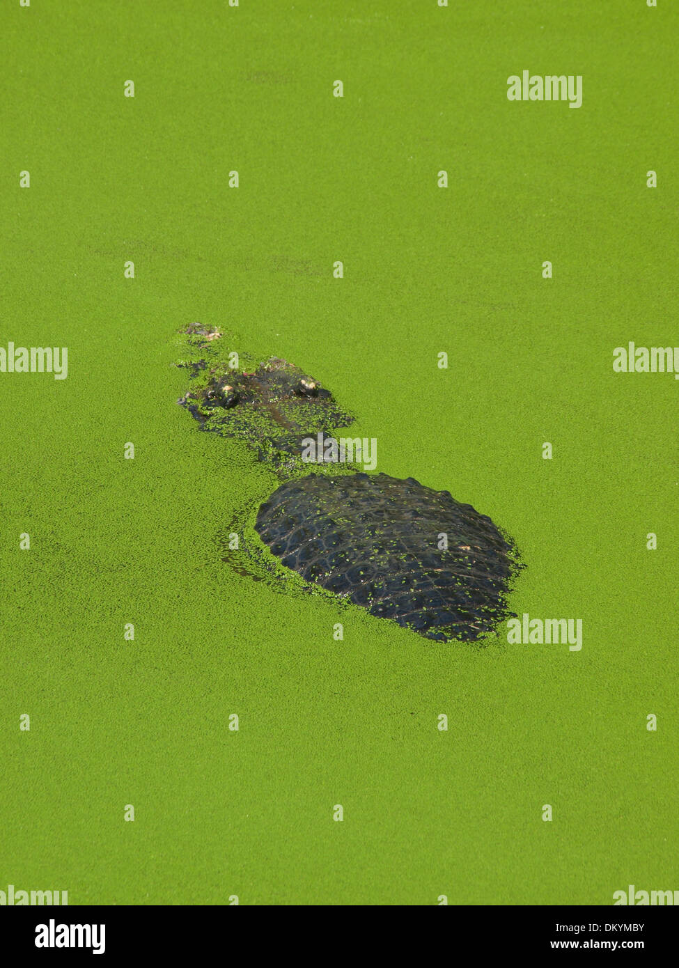 Krokodil schwimmen auf einer Krokodilfarm in Thailand Stockfoto